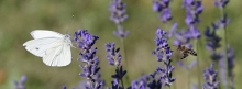Lavendel mit Schmetterling und Biene 851x315