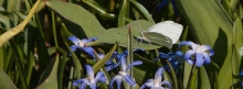 Schmetterling in Blausternbeet 851x315
