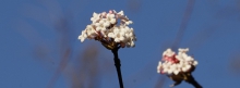 Bodnant-Schneeball weiße Blüte 851x315