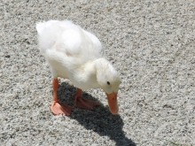 Kleine weiße Ente
