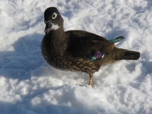 Schöne Ente im Schnee