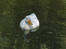 Weiße Ente im Teich (Spiegelbild)