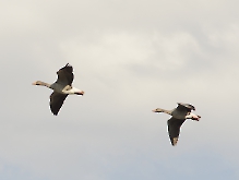 Graugänse im Flug