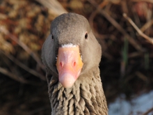 Portrait Graugans 2