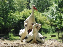 Storchenfamilie