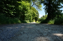 Feldweg zum Rapsfeld im Schatten der Bäume