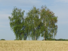 Drei Bäume vor reifen Kornfeld