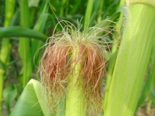 Junger Mais mit roten Haaren