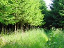 Grünstreifen im Wald