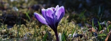Frühlings Diva in violett-weiß 3840x1440