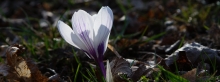 Frühlings Diva in weiß-violett-3840x1440_1