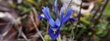 Reinkarnation der blauen Iris 3840x1440