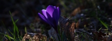 Violette Diva im Frühling 3840x1440