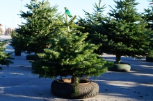 Weihnachtsbaum zum Verkauf