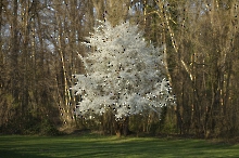 Baum im Frühlingschmuck