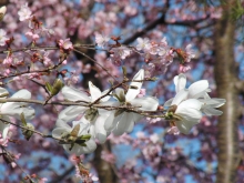 Magnolien und rosa Kirschblüten