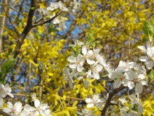 Weisse Blüten vor Forsythien