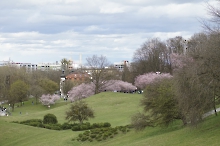 Kirschblüte im Olympiapark 2023