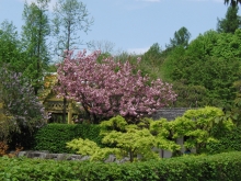 Westpark-Frühling im Japangarten