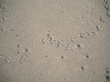 Vogelspuren im Sand