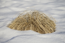 Trocknes Gras im Schnee