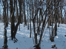 Winter im Gebüsch