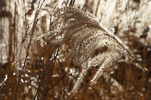 Wintersonne im Gras