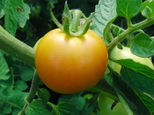 Noch nicht reife Tomaten