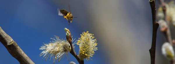Münchner Biene im Sturzflug 851x315