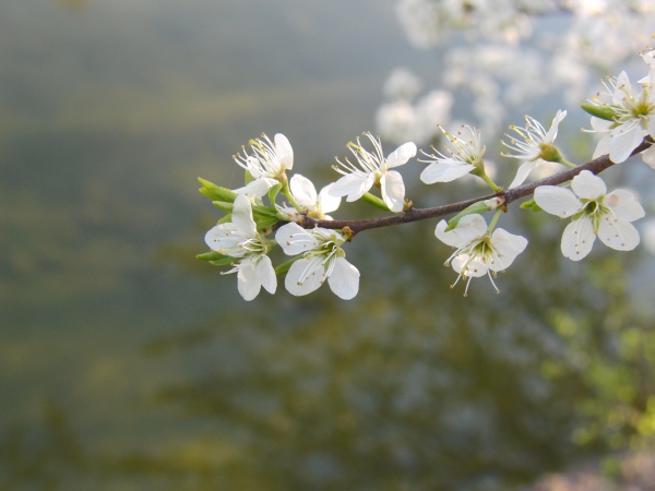 Frühlingsblüten übern See