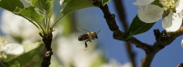 Bienenflug im Frühling 851x315