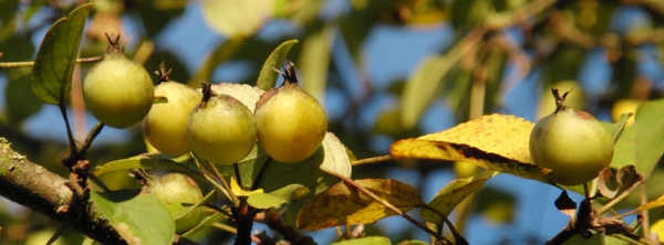 Kleine Herbstäpfel