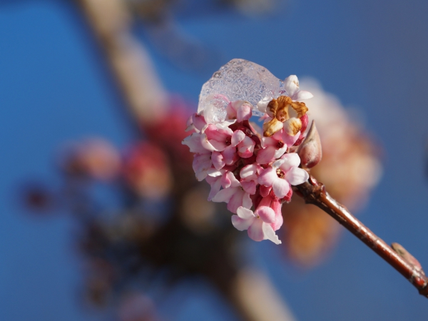 Bodnant-Schneeball Blüte mit Eis