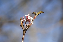 Blütentrieb des Winterschneeballs im Januar