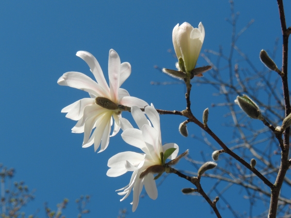 Weisse Magnolien vor blauen Himmel