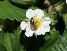Biene auf Erdbeerbluete