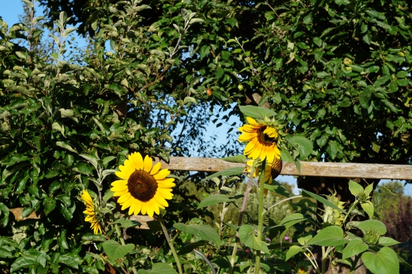 Sonnenblumen im Schrebergarten