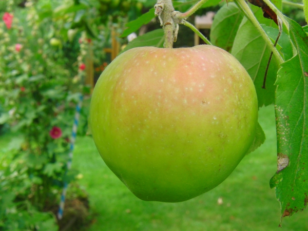 Schöner Apfel