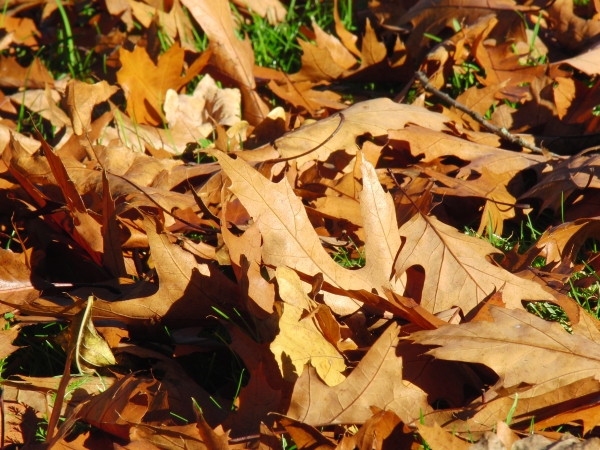 Braunes Herbstlaub am Boden im Sonnenlicht