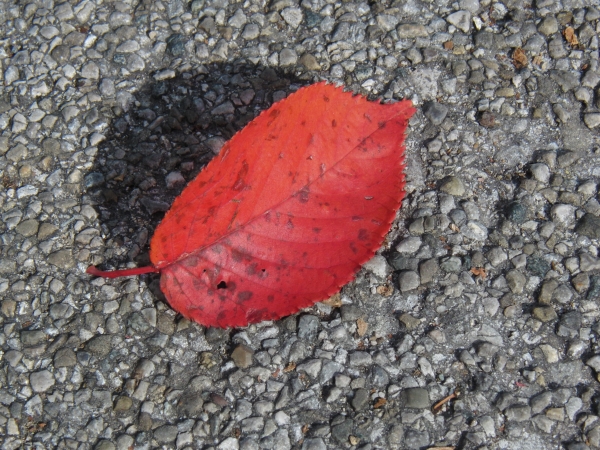 Herbstblatt rot auf Steinboden
