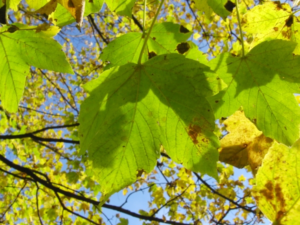 Herbstsonne im grün-gelben- Laub