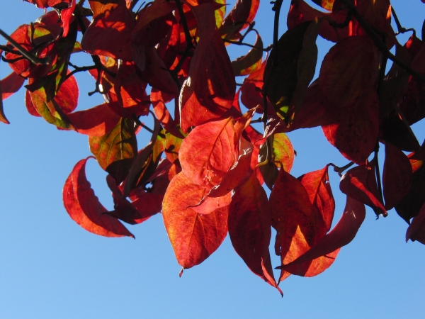 Rote Herbstblätter vor blauen Himmel