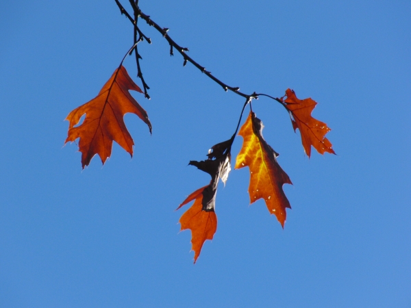Braunes Herbstlaub vor blauen Himmel 3