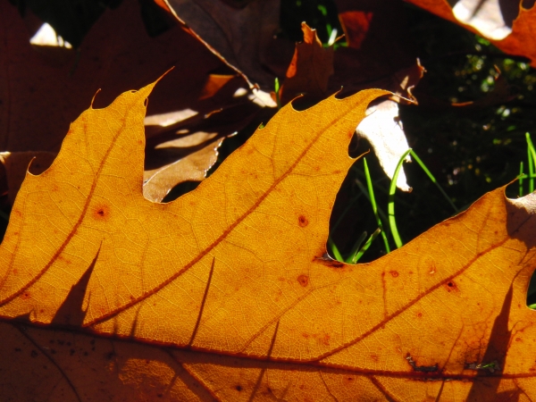 Leuchtendes Herbstblatt braun