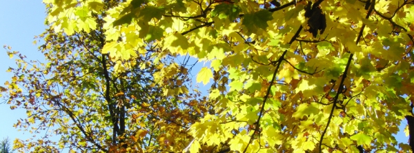 Herbstlicht im Baum 851x315