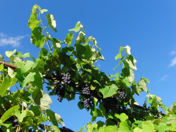 Weintrauben vor strahlend blauen Himmel
