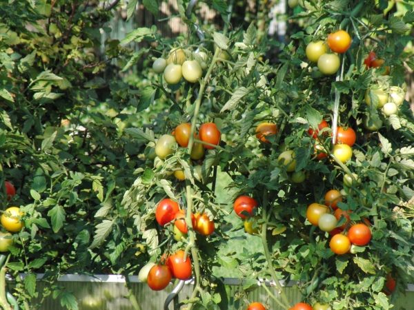 Tomaten im Schrebergarten