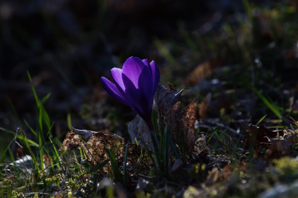 Violette Diva im Frühling