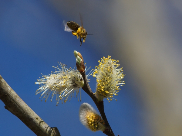 Münchner Biene im Sturzflug