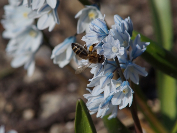 Münchner Biene im Westpark auf blau weisser Blüte